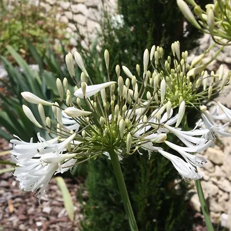 La Chaudiette 1888 *